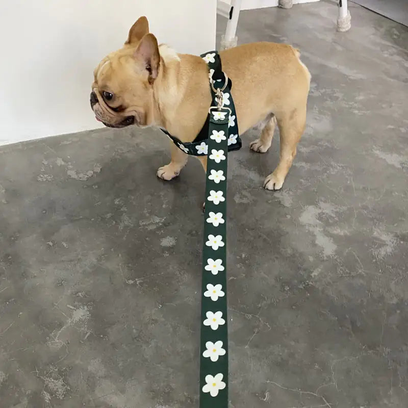 Everyday Walk comfort leash and collar set